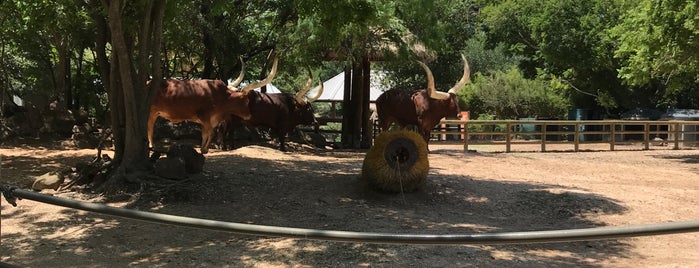 Ankole Cattle Exhibit is one of The 15 Best Zoos in Houston.