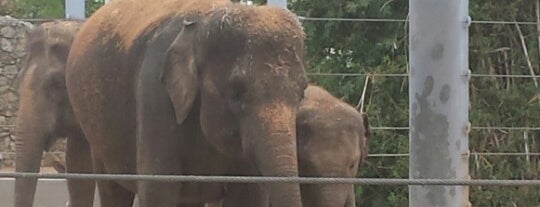 McNair Asian Elephant Habitat is one of สถานที่ที่ Kim ถูกใจ.