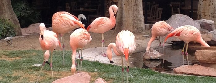 Flamingo Wildlife Habitat is one of California road trip 2014.