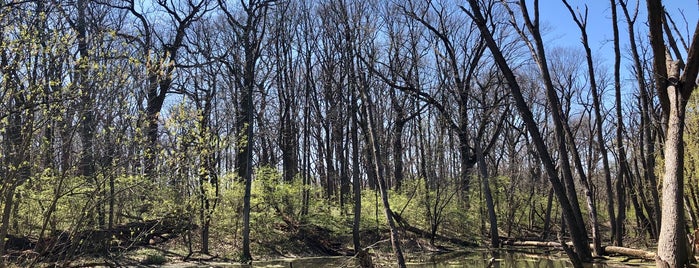 Bemis Woods is one of Illinois Outings.