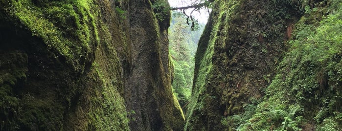 Oneonta Gorge is one of OR To Do.