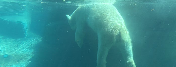 Polar Bear Plunge is one of The 15 Best Places for Exhibits in San Diego.