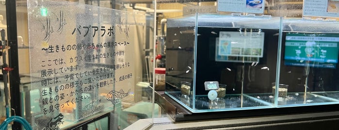 Kawasui (Kawasaki Aquarium) is one of Locais curtidos por Masahiro.