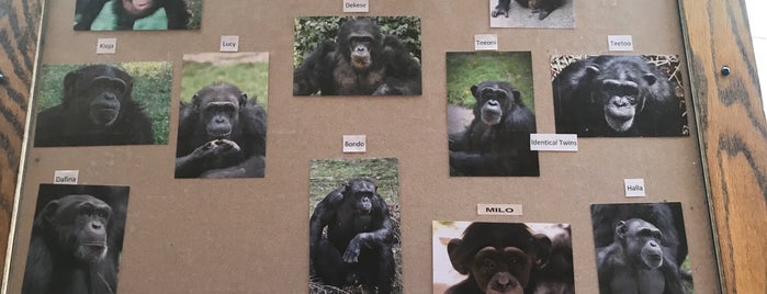 Chimpanzee House is one of zoos to fix.