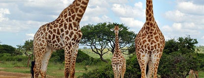 Hluhluwe Imfolozi Game Reserve is one of South Africa.