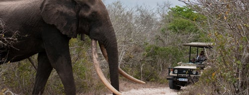 Tembe Elephant Park is one of South Africa.