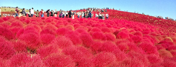 Hitachi Seaside Park is one of Around the World.