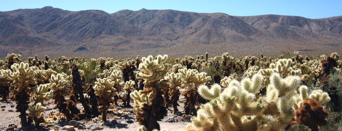 Joshua Tree National Park is one of Kyo’s Liked Places.