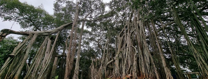 Big Banyan Tree is one of cycling around bangalore.