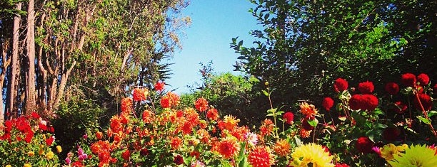 Mendocino Coast Botanical Gardens is one of Mendocino Coast, NorCal, my beautiful rural home.