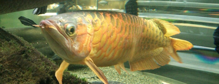 Tokyo Tower Aquarium is one of 水族館.