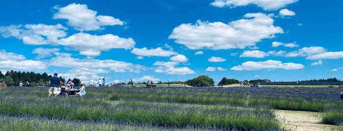 Cotswolds Lavender is one of cotswold trip.