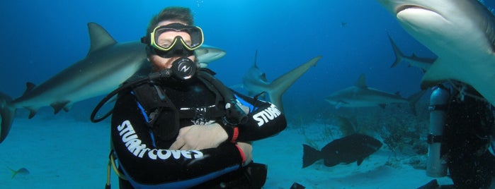 Stuart's Cove Dive Bahamas, Shark Dive is one of Do: Nassau ☑️.