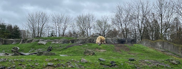 Zeearenden is one of Diergaarde Blijdorp 🇳🇬.