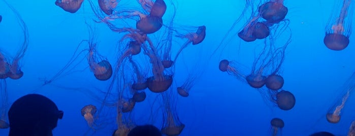 Monterey Bay Aquarium is one of Road Trip: Los Angeles to San Francisco.