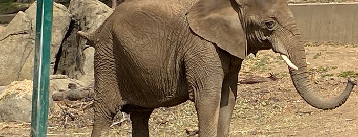 African Elephants is one of shit to do soooooon..