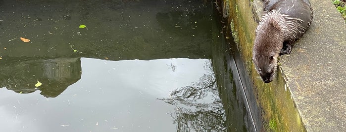 Buckfast Butterflies & Dartmoor Otter Sanctuary is one of Peteさんのお気に入りスポット.