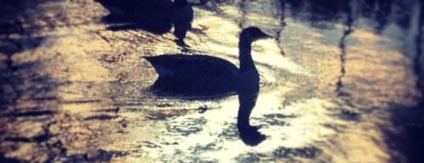 Clissold Park Splash Pad is one of Orte, die Tom gefallen.