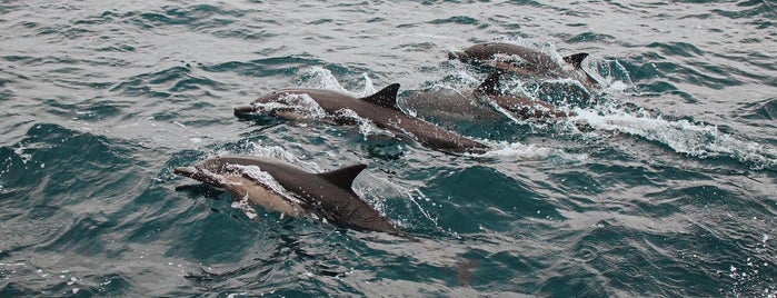 San Diego Whale Watch is one of Cool Places.