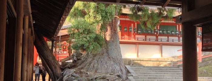 Honsha Usugi (Millenary cedar) is one of 春日権現霊験記の世界.