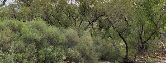 Patagonia-Sonoita Creek Preserve is one of Birding in Southeastern Arizona.