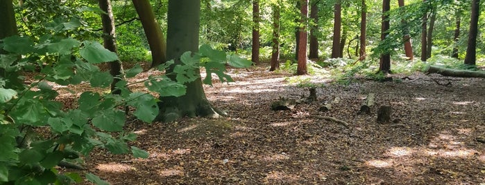 Thorndon Country Park is one of Essex.