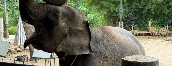 Maetang Elephant Park is one of 2018 Dec. - Chiang Rai, Chiang Mai, Bangkok-Torres.