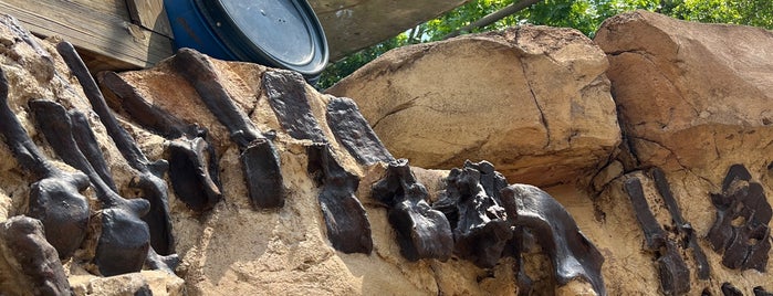 The Boneyard is one of To Do at Disney in Lake Buena Vista.