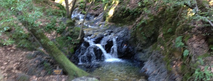 Uvas Canyon County Park is one of Bay Area Kid Fun.
