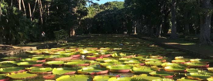 Botanic Garden Pamplemousses is one of @ Mauritius ~~the wonderland.