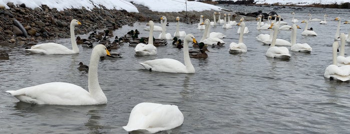 白鳥の郷公苑 is one of Gespeicherte Orte von Z33.