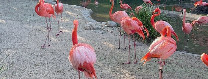 Flamingo Exhibit is one of San Diego Zoo.