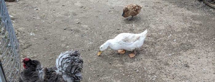 Spotted Duck Creamery is one of Finger Lakes.