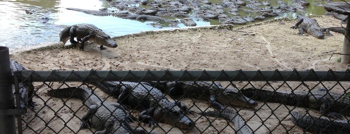 Everglades Alligator Farm is one of Miami 2019.