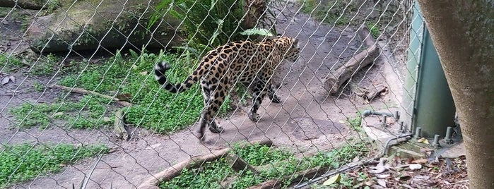 Jacksonville Zoo - Jaguar is one of Jax.