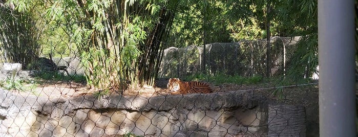 Jacksonville Zoo - Land of the Tiger is one of Lieux qui ont plu à Lizzie.