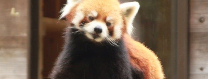 Ailurus Fulgens is one of Tempat yang Disukai Sada.