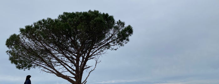 Wisdom Tree is one of Phil: сохраненные места.