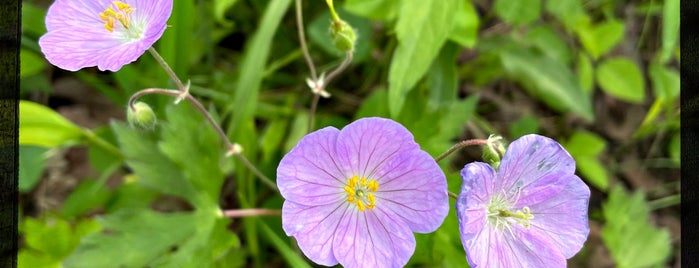 Ryerson Woods Forest Preserve is one of Hiking in Northeast Illinois.