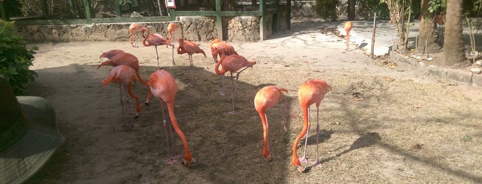 Ardastra Gardens Zoo & Conservation Centre is one of Orte, die Don gefallen.
