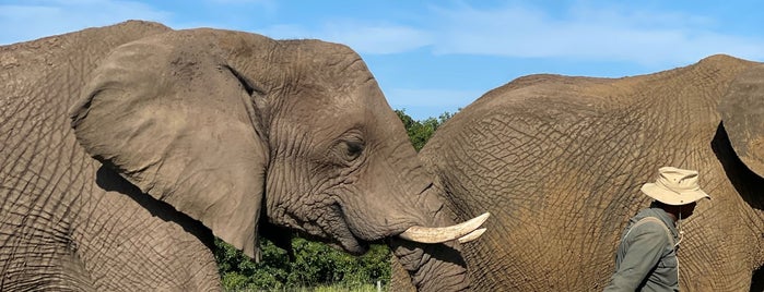 The Elephant Sanctuary is one of South Africa.