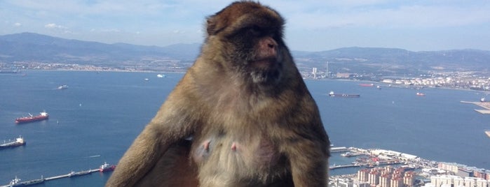 Apes' Den is one of Gibraltar.