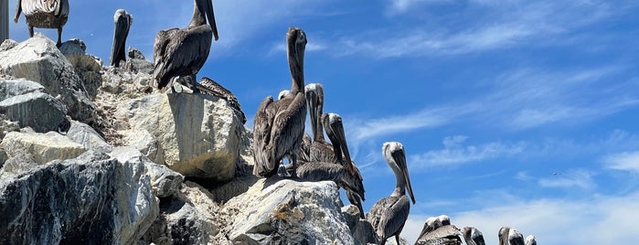 Half Moon Bay Kayak Co. is one of Highway 1.