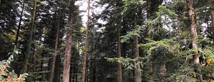 Forêt de Brocéliande is one of France places to visit.