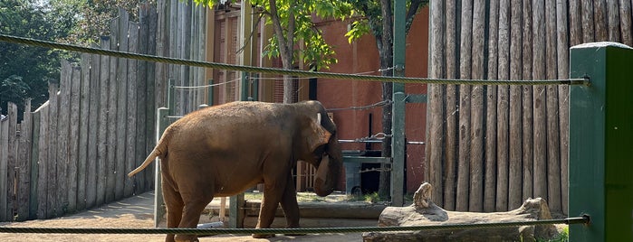 Marge Schott-Unnewehr Elephant Reserve is one of The 15 Best Places for Exhibits in Cincinnati.