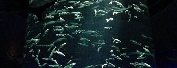 The Grand Aquarium is one of Hong Kong trip.