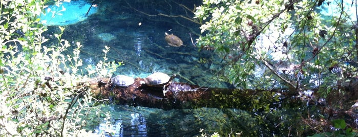 Juniper Springs Recreation Area is one of Kimmie's Saved Places.