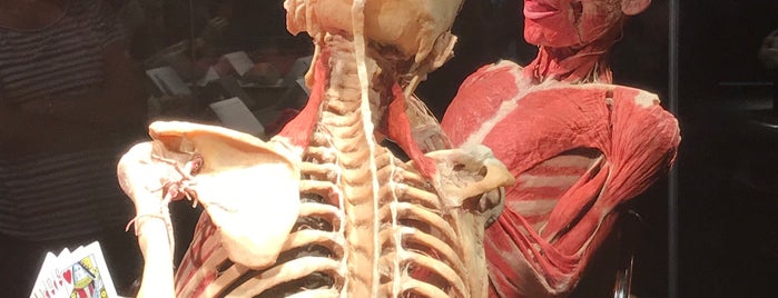 Body Worlds: pulse is one of California.