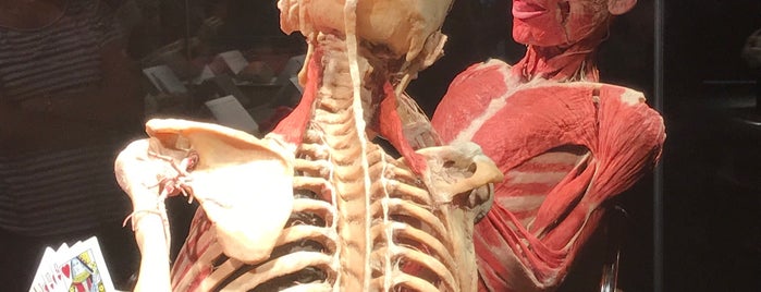 Body Worlds: pulse is one of Posti che sono piaciuti a Krys.