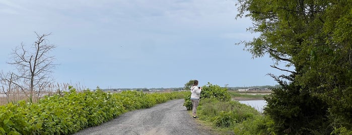 heislerville fish and wildlife management area is one of Cape May Birding.